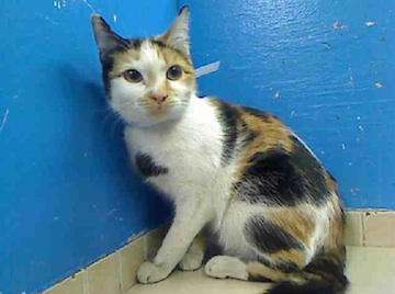A brown, black, and white kitten sits in the corner of a shelter